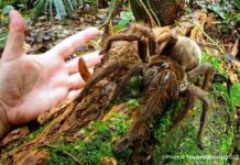 PUPPY -SIZED SPIDER Guyana, Giant Spider
