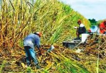 GUYANA- SUGAR IS NOT SWEET Sugar is not Sweet